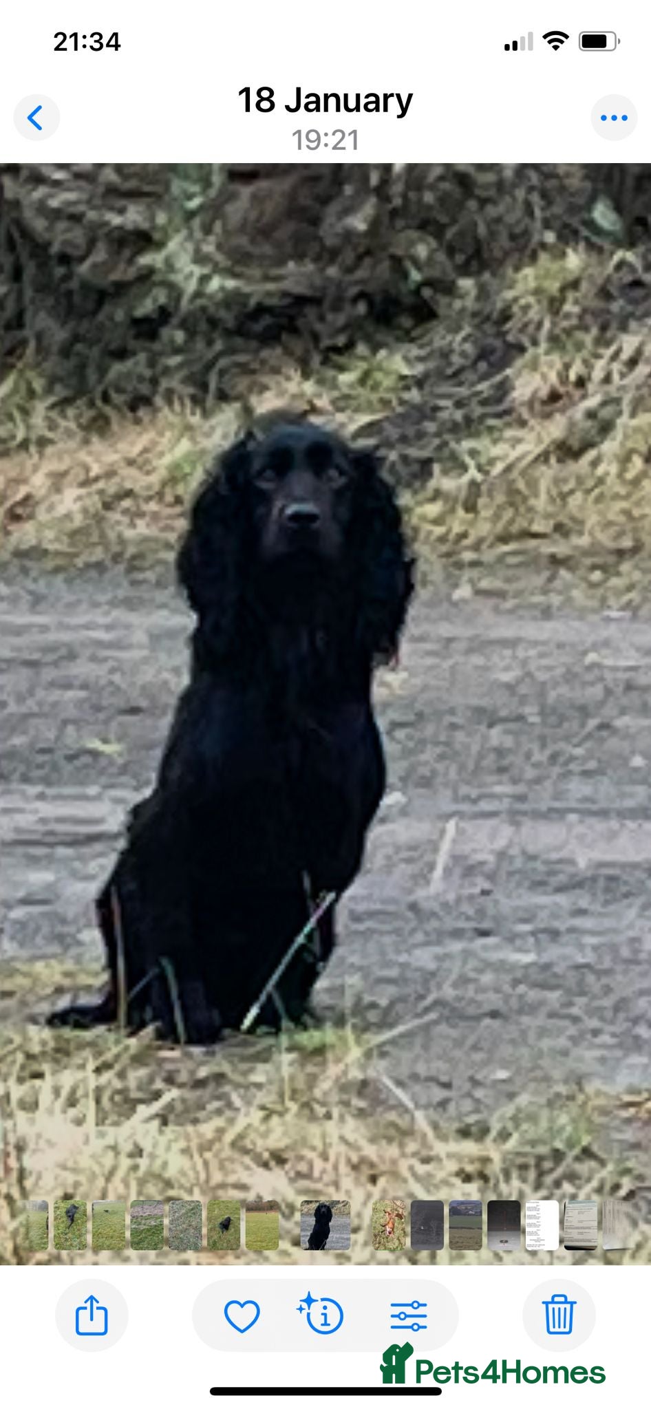 Cocker Spaniel dogs Beautiful KC Registered cocker pups - Advert 2