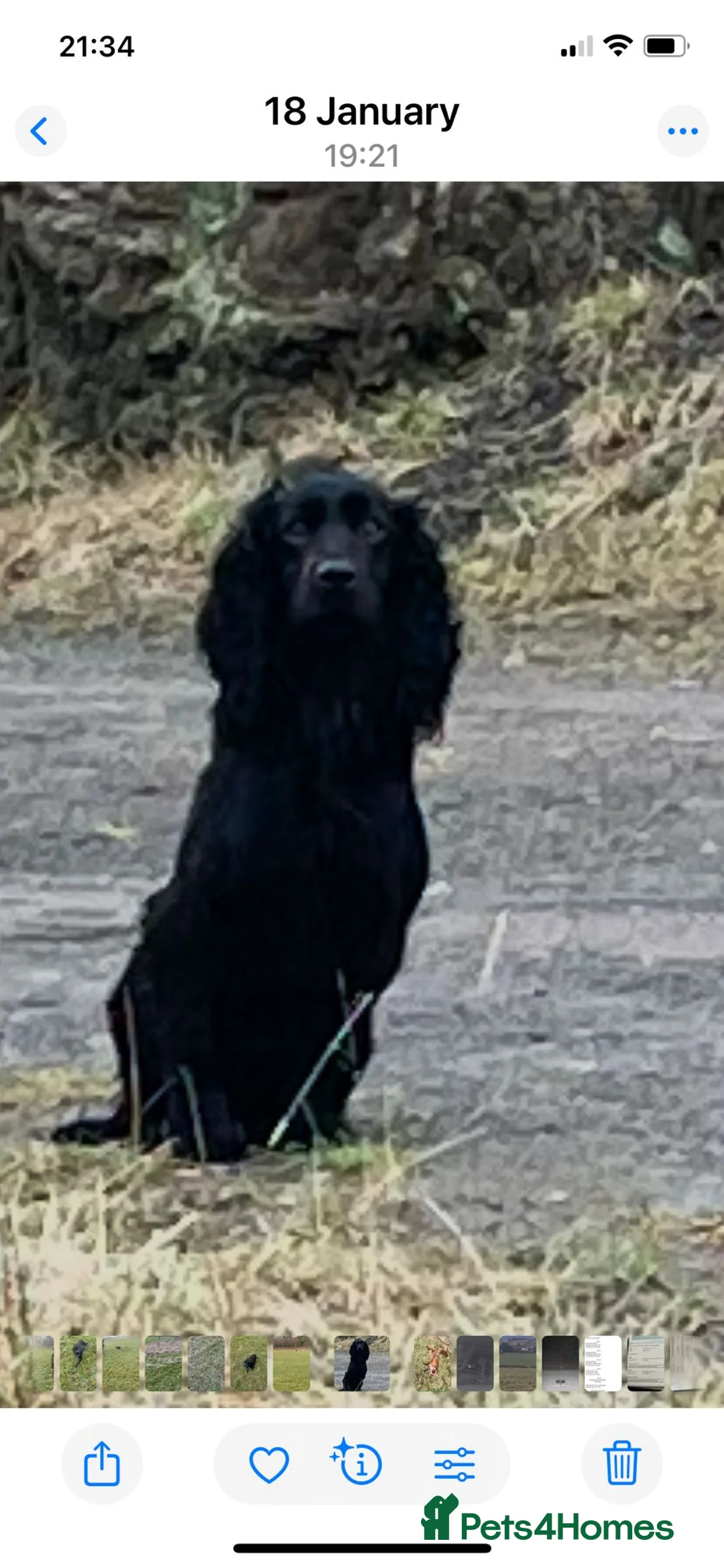 Cocker Spaniel dogs for sale: Beautiful KC Registered cocker pups - Advert 2