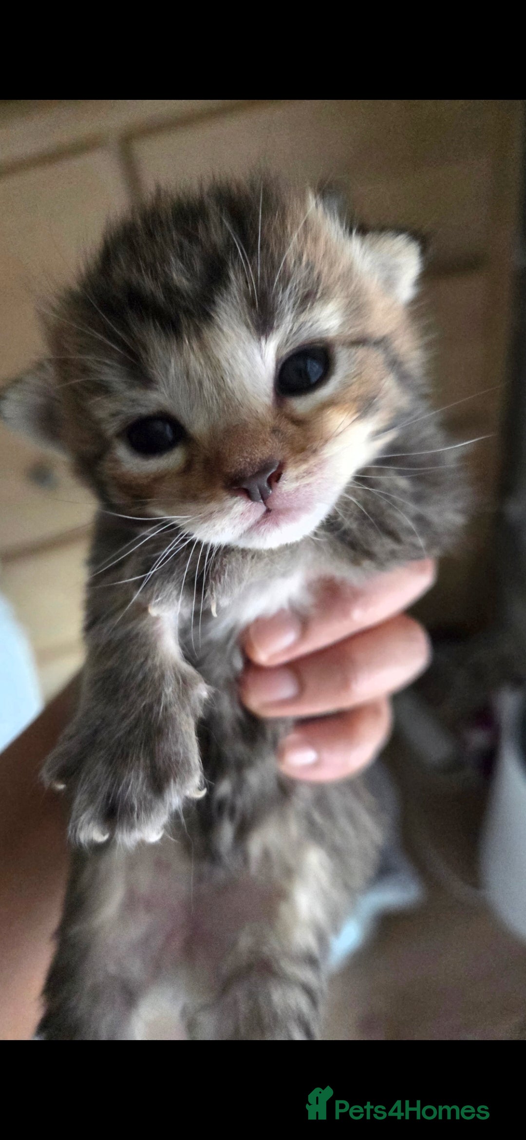 Mixed Breed cats Ragdoll x Siberian/Persian kittens  - Advert 5