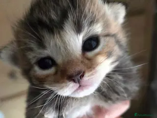 Mixed Breed cats Ragdoll x Siberian/Persian kittens - Advert 5