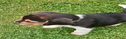 Beagle dogs for sale: Beagle puppies  - Advert 12