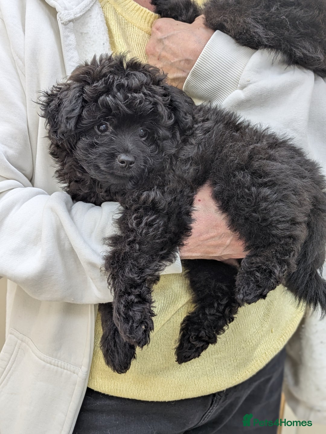 Pomapoo dogs for sale: Gorgeous Pomapoo puppies, 1st vaccination  - Advert 1