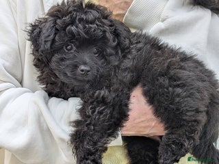 Pomapoo dogs Gorgeous Pomapoo puppies, 1st vaccination - Advert 8