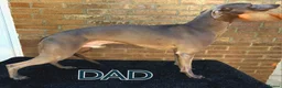 Whippet dogs for sale: Pure blue whippet puppies  - Advert 5