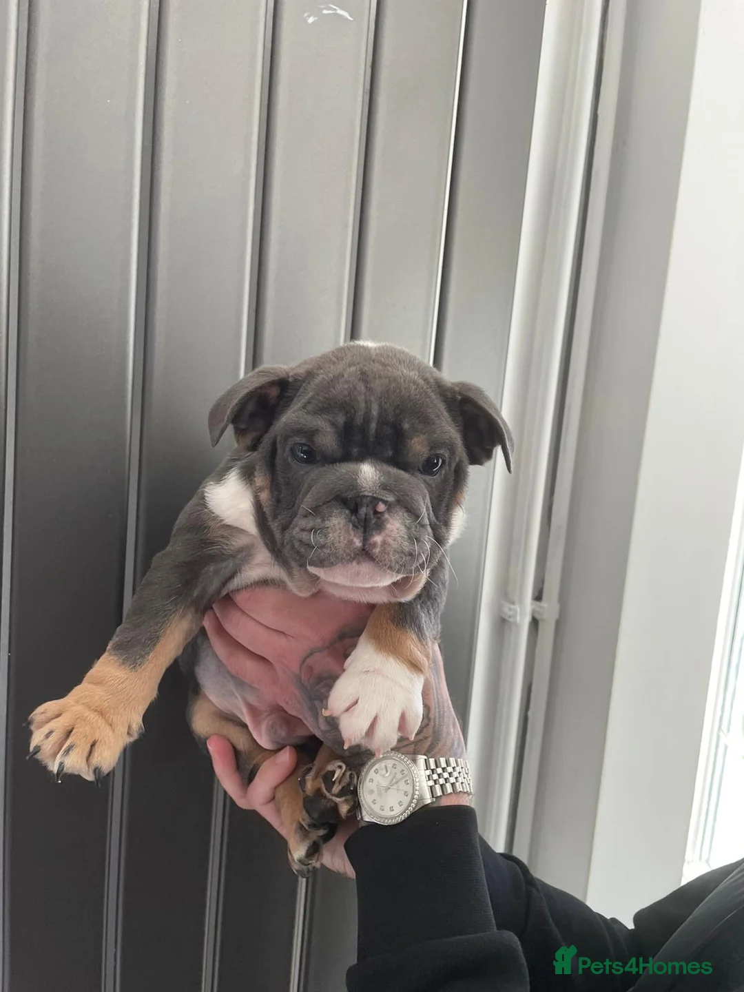 English Bulldog dogs for sale: English Bulldog  in Hoddesdon - Advert 1