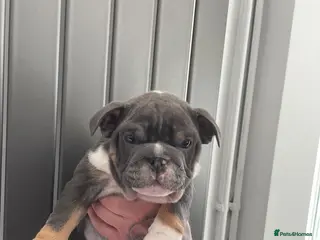 English Bulldog dogs English Bulldog - Advert 5