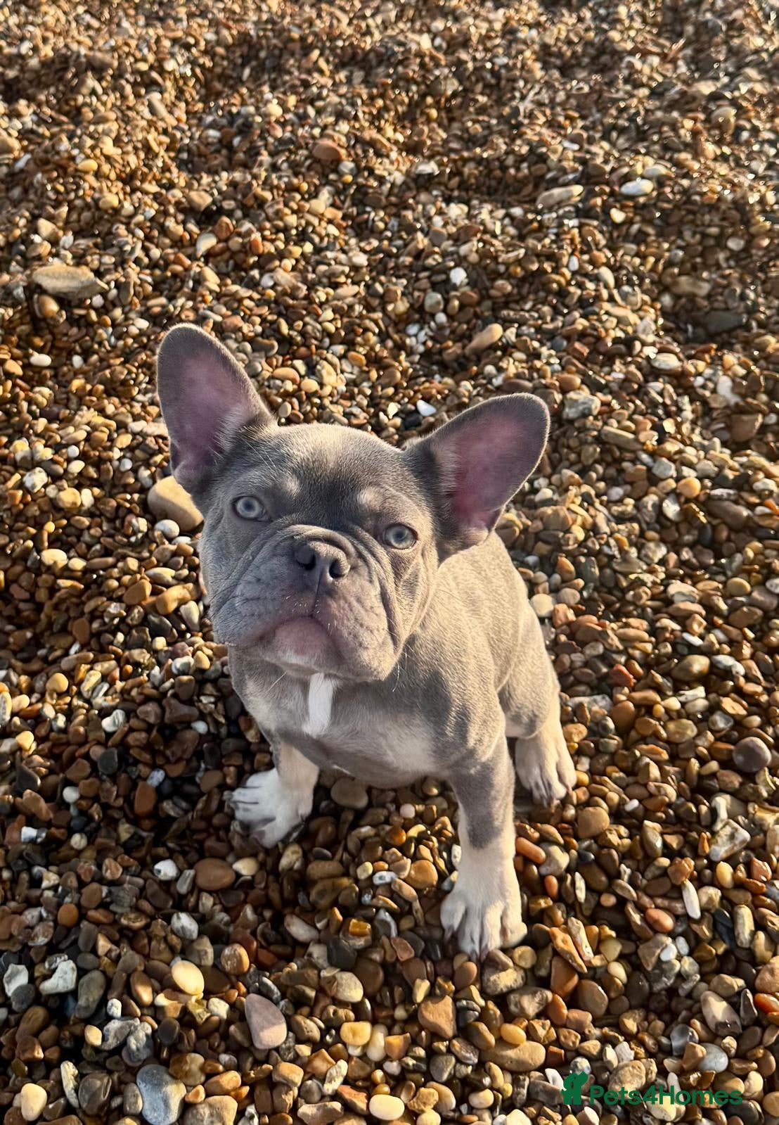 French Bulldog dogs 7 Month Old Female French Bulldog For Sale - Advert 1