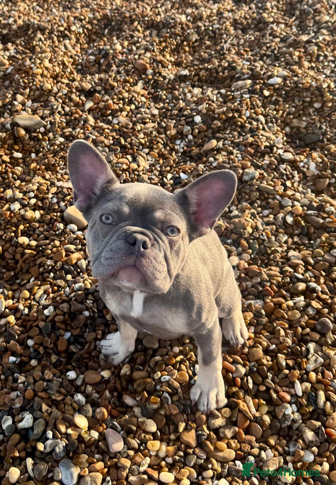 French Bulldog dogs for sale: 7 Month Old Female French Bulldog For Sale - Advert 1