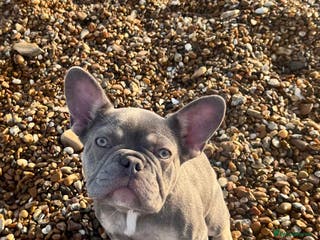 French Bulldog dogs 7 Month Old Female French Bulldog For Sale - Advert 9