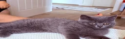 British Shorthair cats for sale: Last 2 Boys Blue British Shorthair Kittens - Advert 22