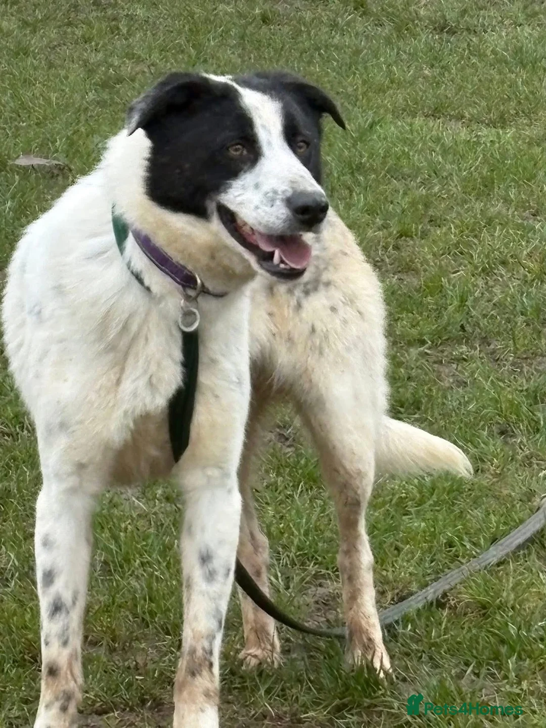 Mixed Breed dogs for adoption: Desmond - Norwich Norfolk  - Advert 14