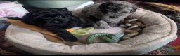 Pomapoo dogs for sale: 2 Beautiful Mottled Pomapoo Pups 1 Female 1. Male - Advert 13