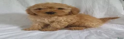 Maltipoo dogs for sale: Maltipoo puppies 5 🌟 licence breeder  - Advert 3