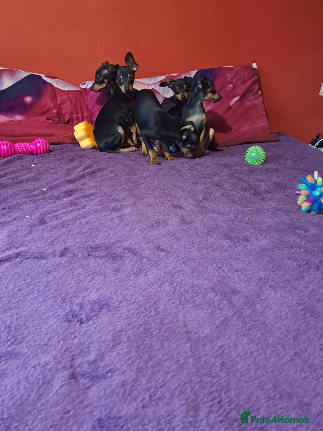 Miniature Pinscher dogs for sale: Miniature Pinscher Puppies 🐾   - Advert 8
