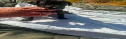 Lurcher dogs for sale: LURCHER PUPPIES  - Advert 6