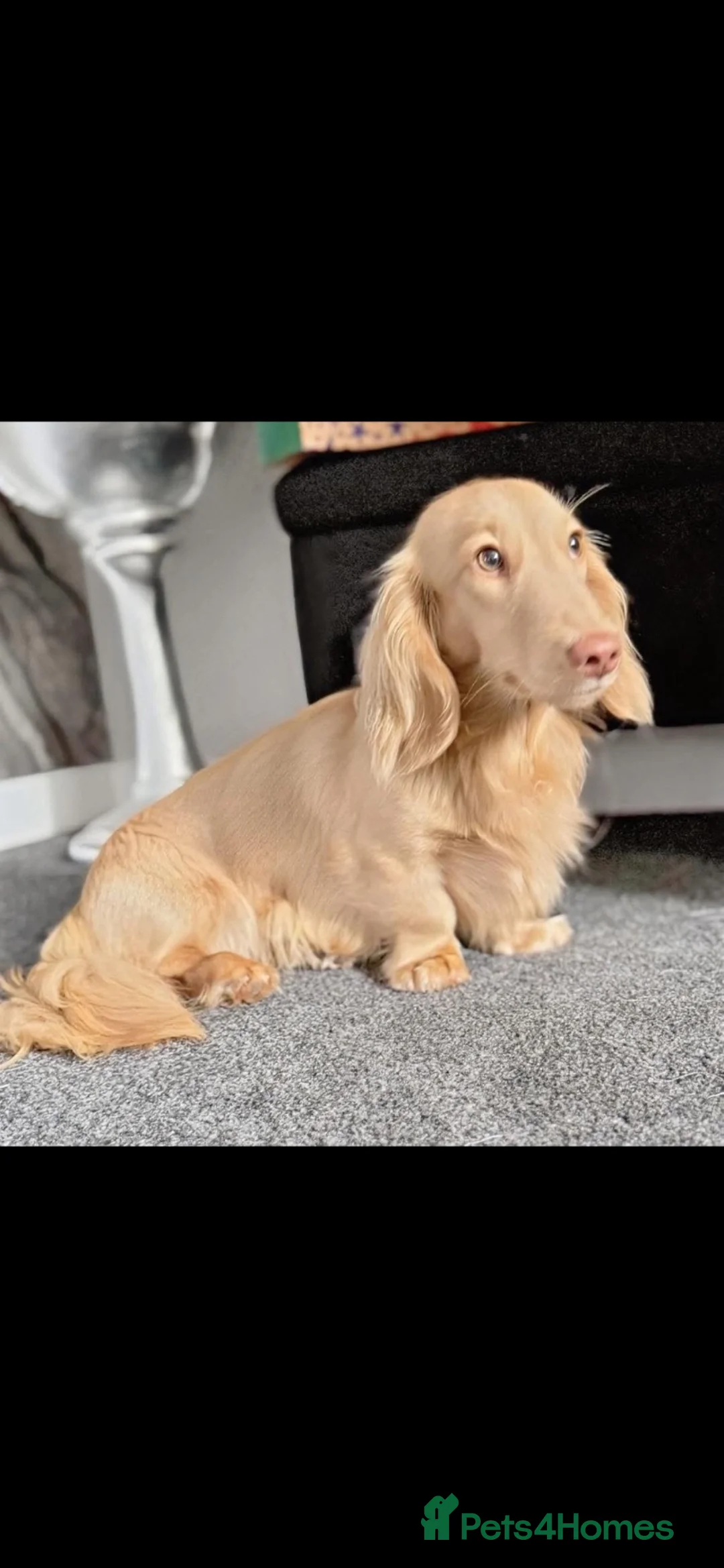 Miniature Dachshund dogs for sale: Beautiful miniature dachshunds💗💗💗🩵🩵 - Advert 7