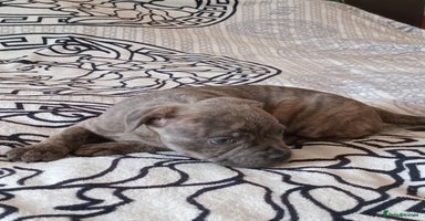 Staffordshire Bull Terrier dogs - Advert 6