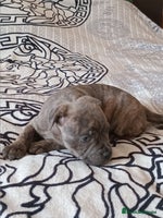 Staffordshire Bull Terrier dogs - Advert 6