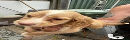 Cocker Spaniel dogs for sale: Spaniel puppies - Advert 4