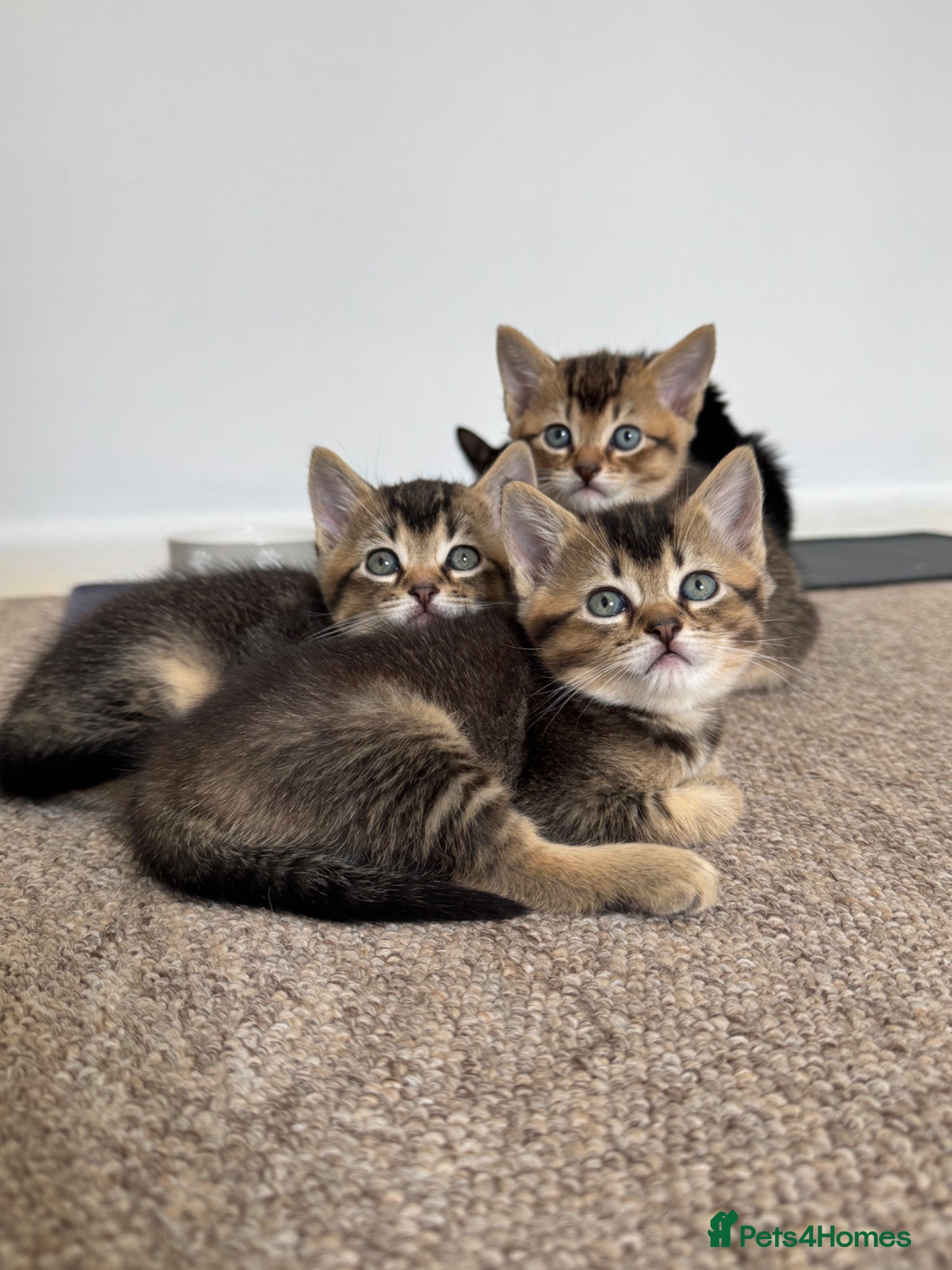 British Shorthair cats Half British Shorthair kittens - Advert 1