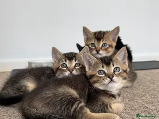 British Shorthair cats Half British Shorthair kittens - Advert 1