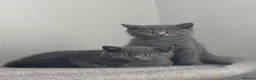 British Shorthair cats for sale: British shorthair kittens “Ready now” - Advert 19