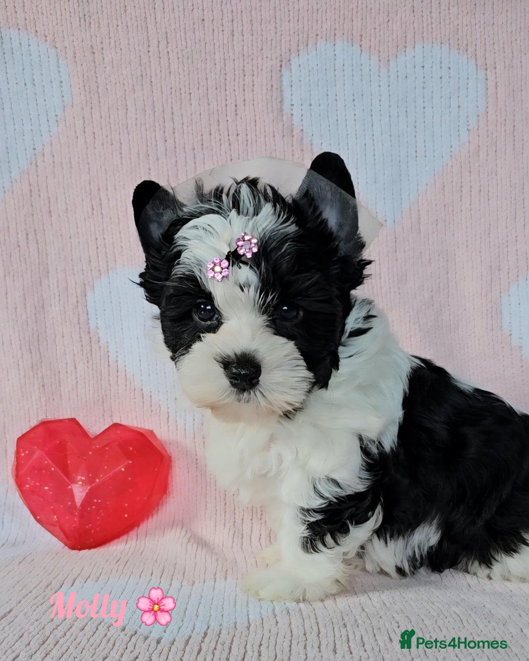 Yorkshire Terrier dogs for sale: Adorable Colourful yorkies 3 LEFT - Image 8