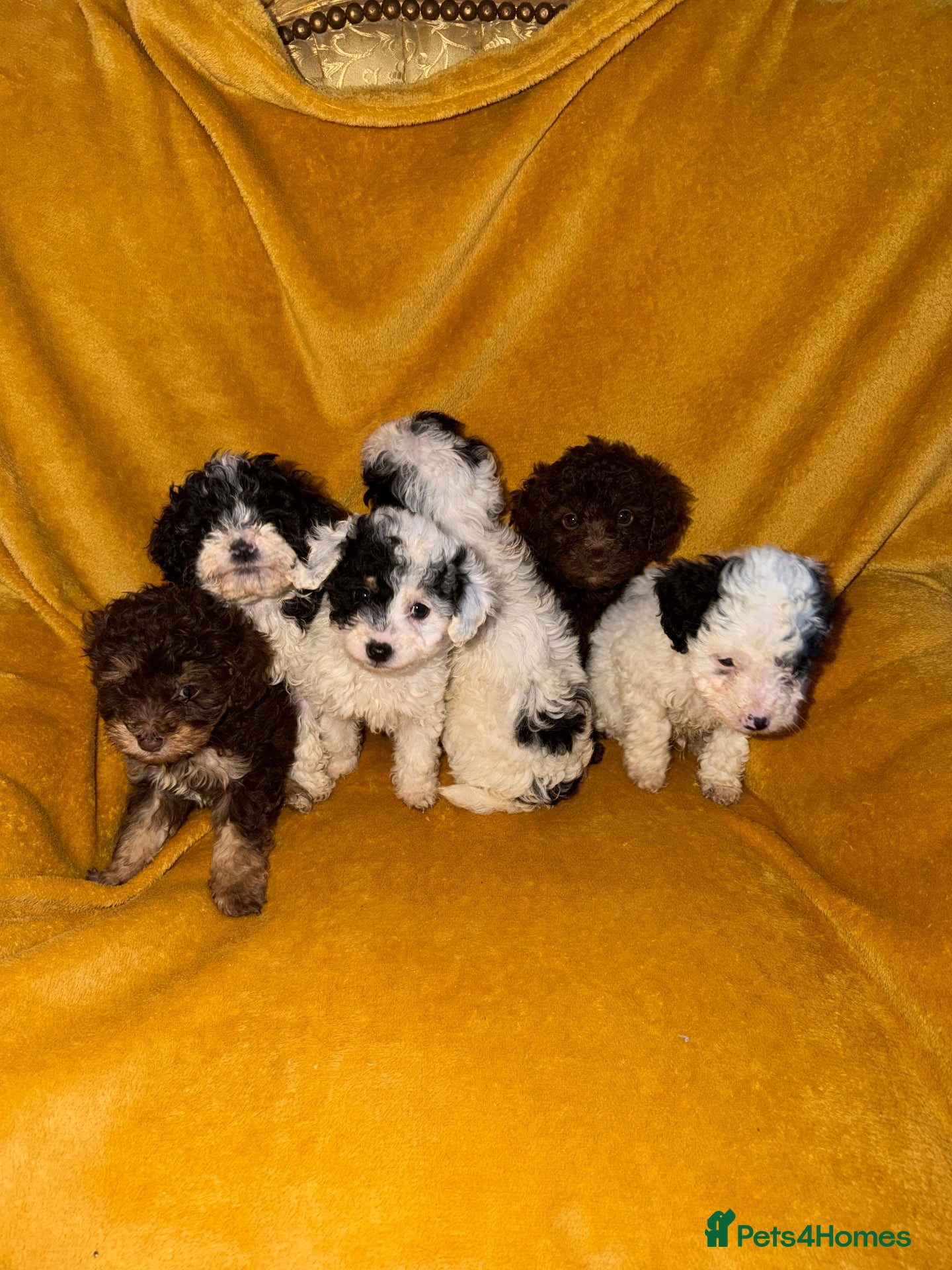 Cavapoo dogs for sale: Beautiful Cavapoo pups sale  - Advert 1