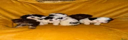 Cavapoo dogs for sale: Beautiful Cavapoo pups sale  - Advert 1