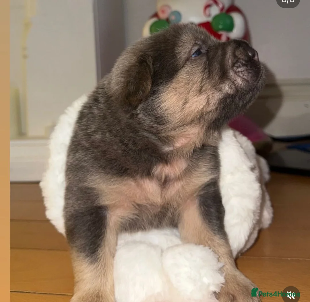 Shar Pei dogs for sale: Tan point bear and brush coat puppies - Advert 5