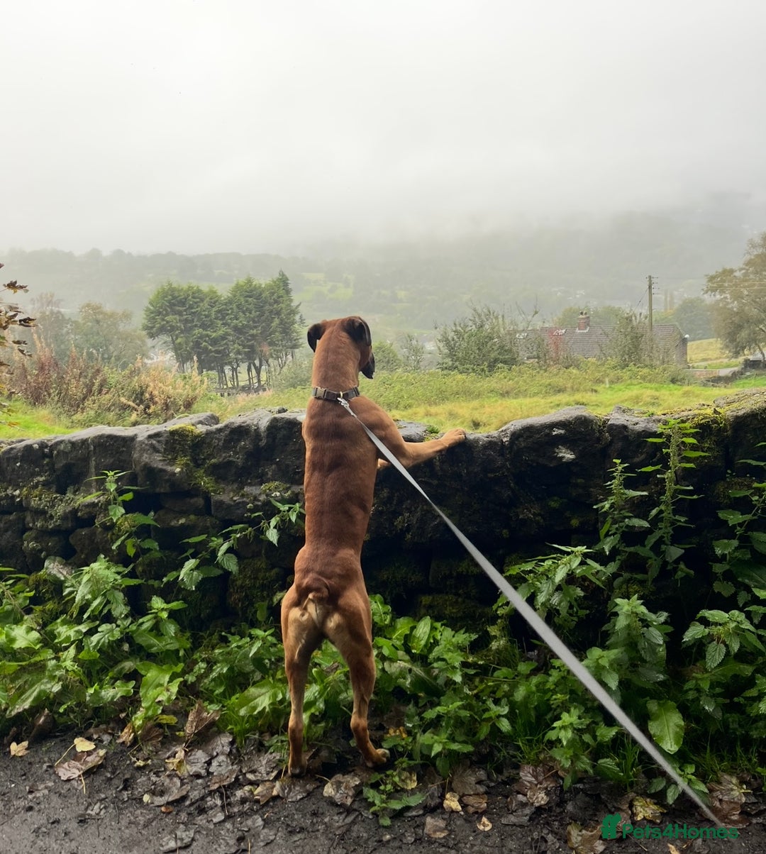 Boxer dogs for stud: KC Registered Boxer for Stud (Bobtail) - Advert 7