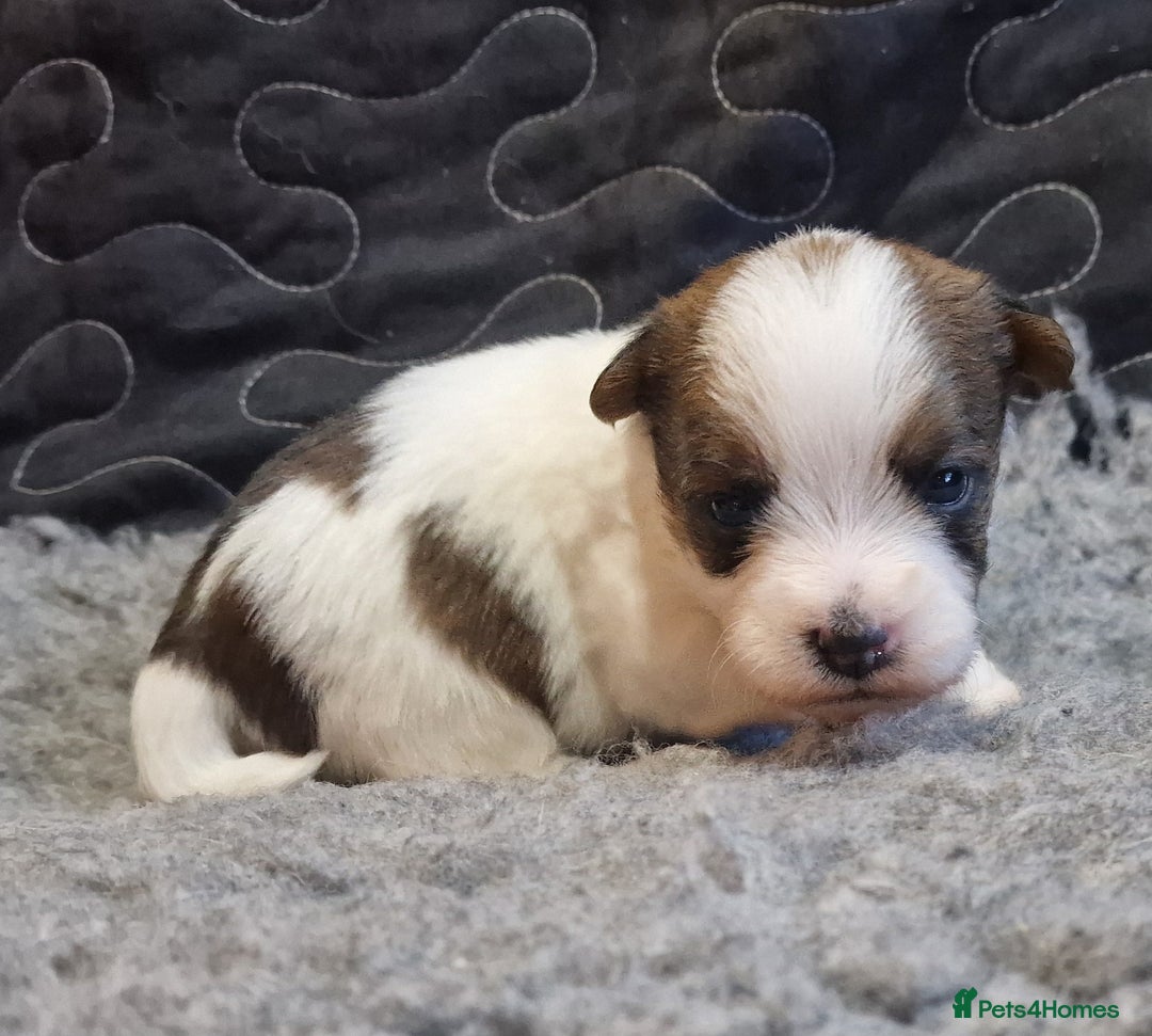 Jack Russell dogs for sale: kC Reg Jack Russell Pups, DNA Health Tested - Image 17