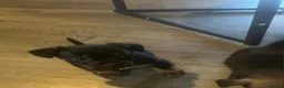 Patterjack dogs for sale: 2 gorgeous male patterjack puppies - Advert 2