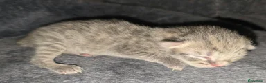 Norwegian Forest Cat Kitten 1