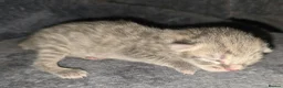 Norwegian Forest Cat cats for sale: Bengal X Norwegian Forest Cat - Advert 4