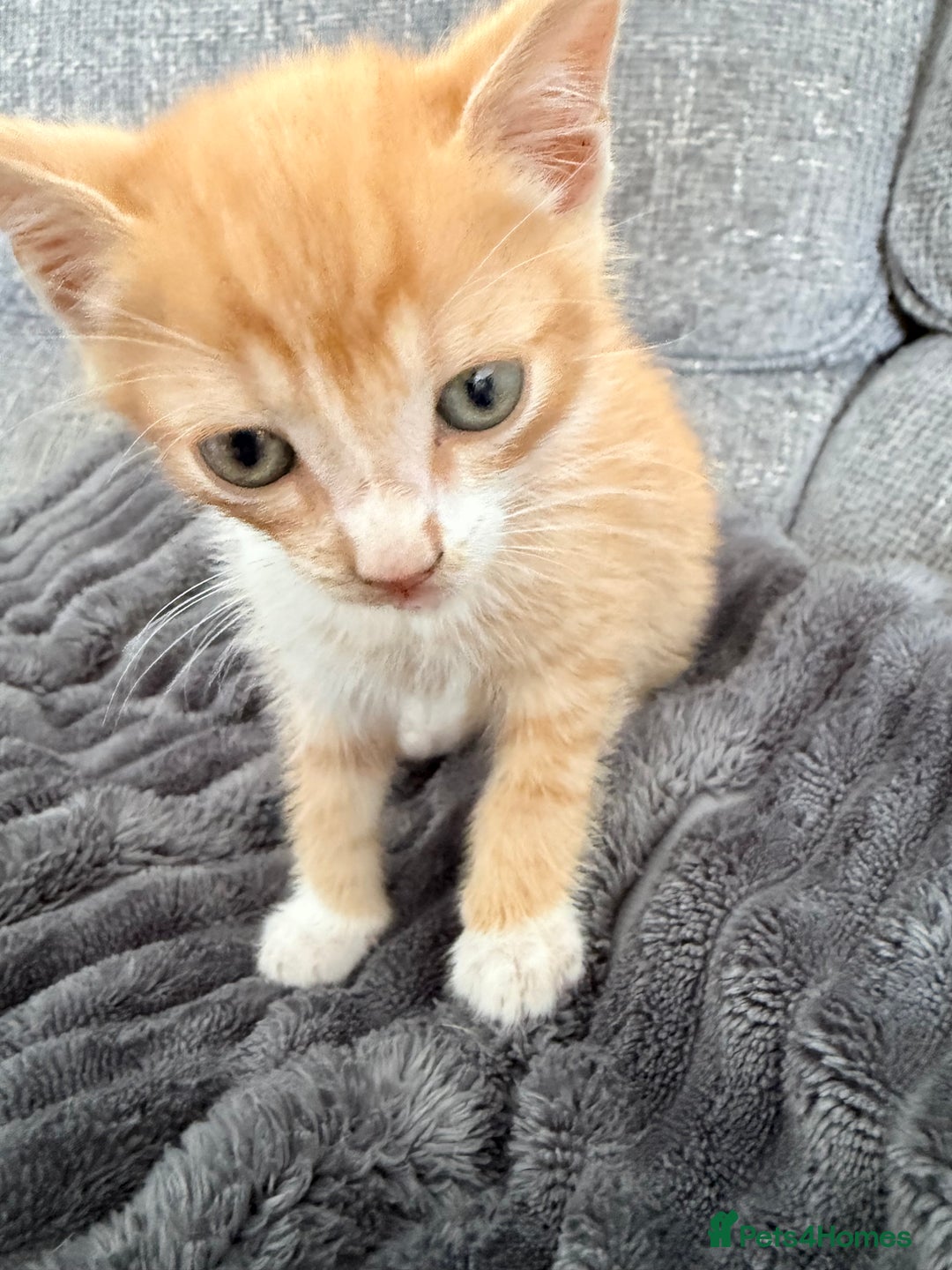 Mixed Breed cats for sale: Kittens  - Image 5