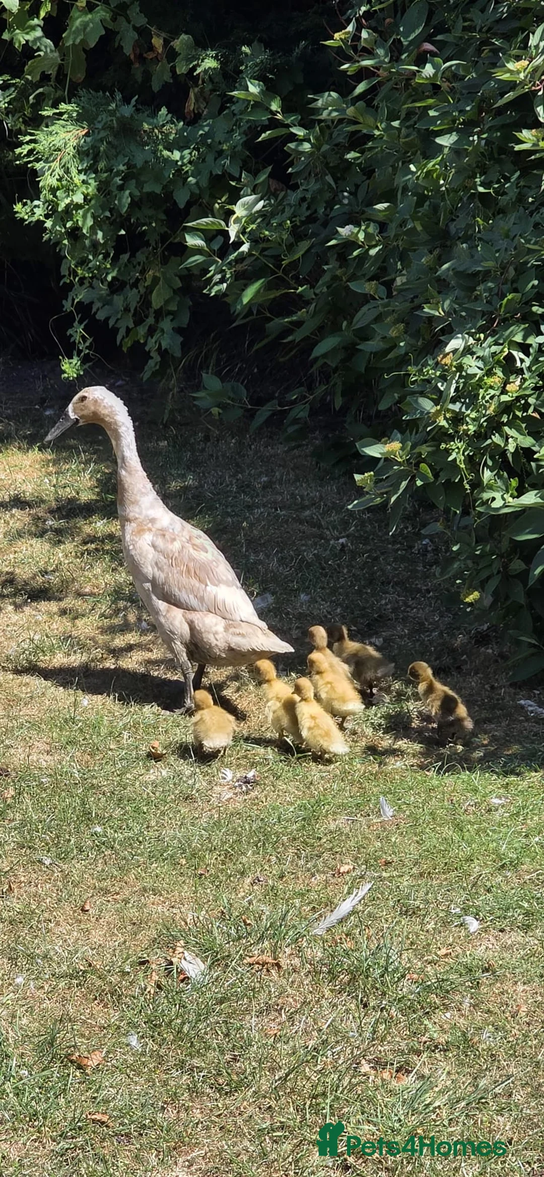 Ducks poultry for sale: Runner ducks  in Thetford - Advert 1