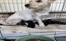 Mixed Breed dogs for sale: Puppies  - Advert 10