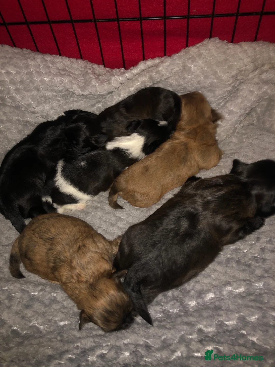 Shih Tzu dogs for sale: 6 beautiful shih tzu puppies for sale  - Advert 1