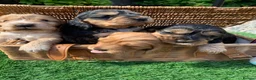 Cocker Spaniel dogs for sale: Show type cocker spaniel puppies - Advert 10