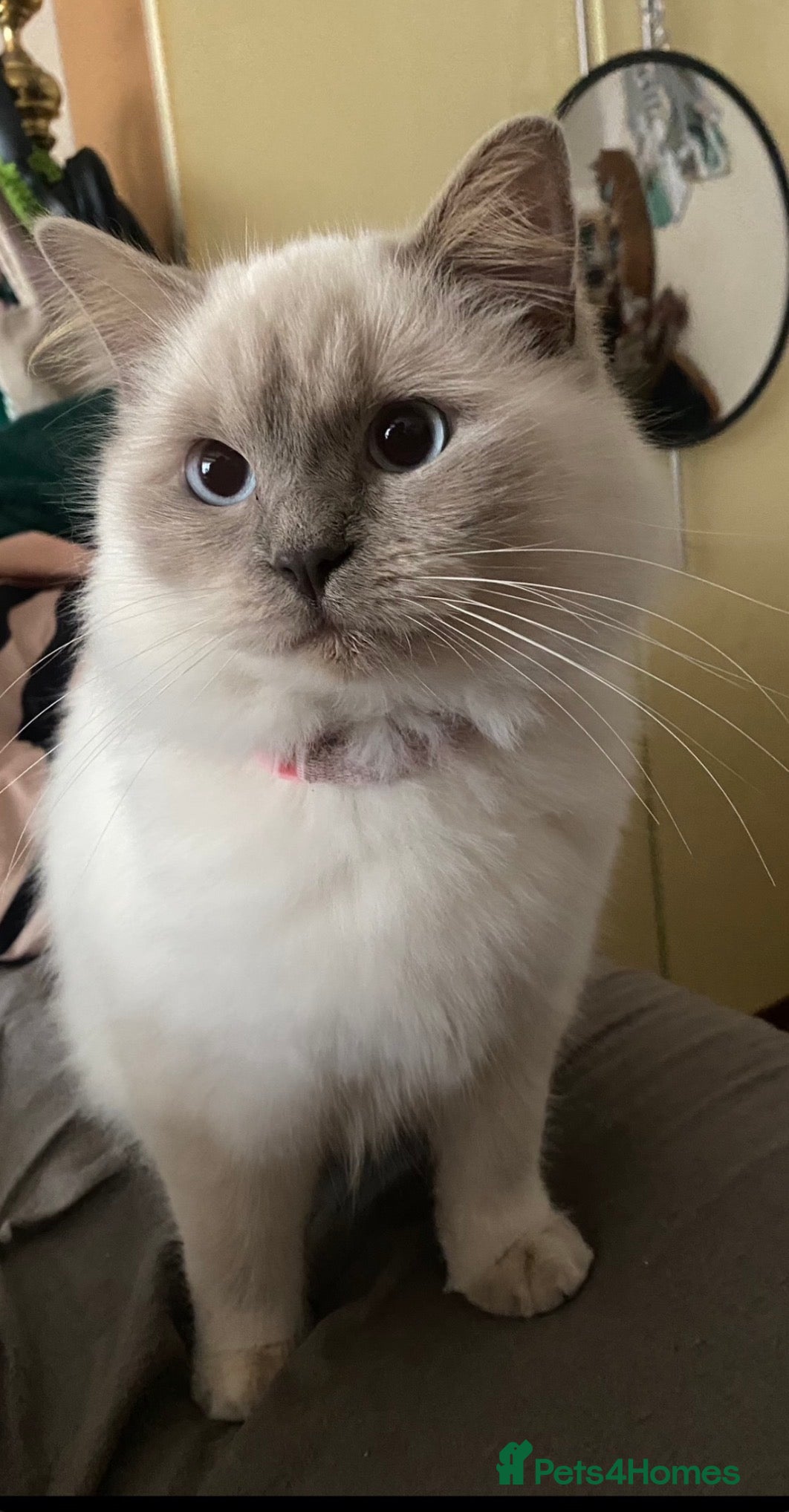 Ragdoll cats mixed ragdoll kittens  - Advert 1