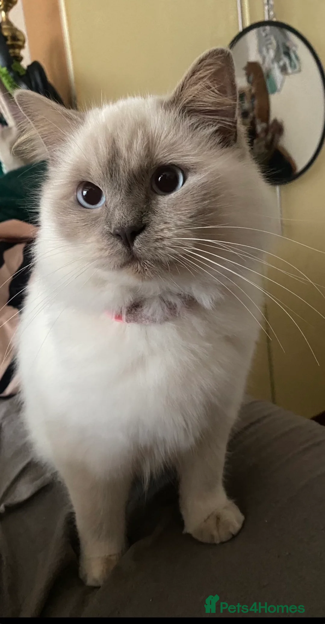 Ragdoll cats for sale: mixed ragdoll kittens  - Advert 1