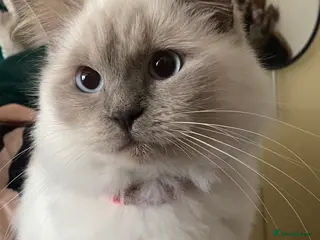 Ragdoll cats mixed ragdoll kittens - Advert 2