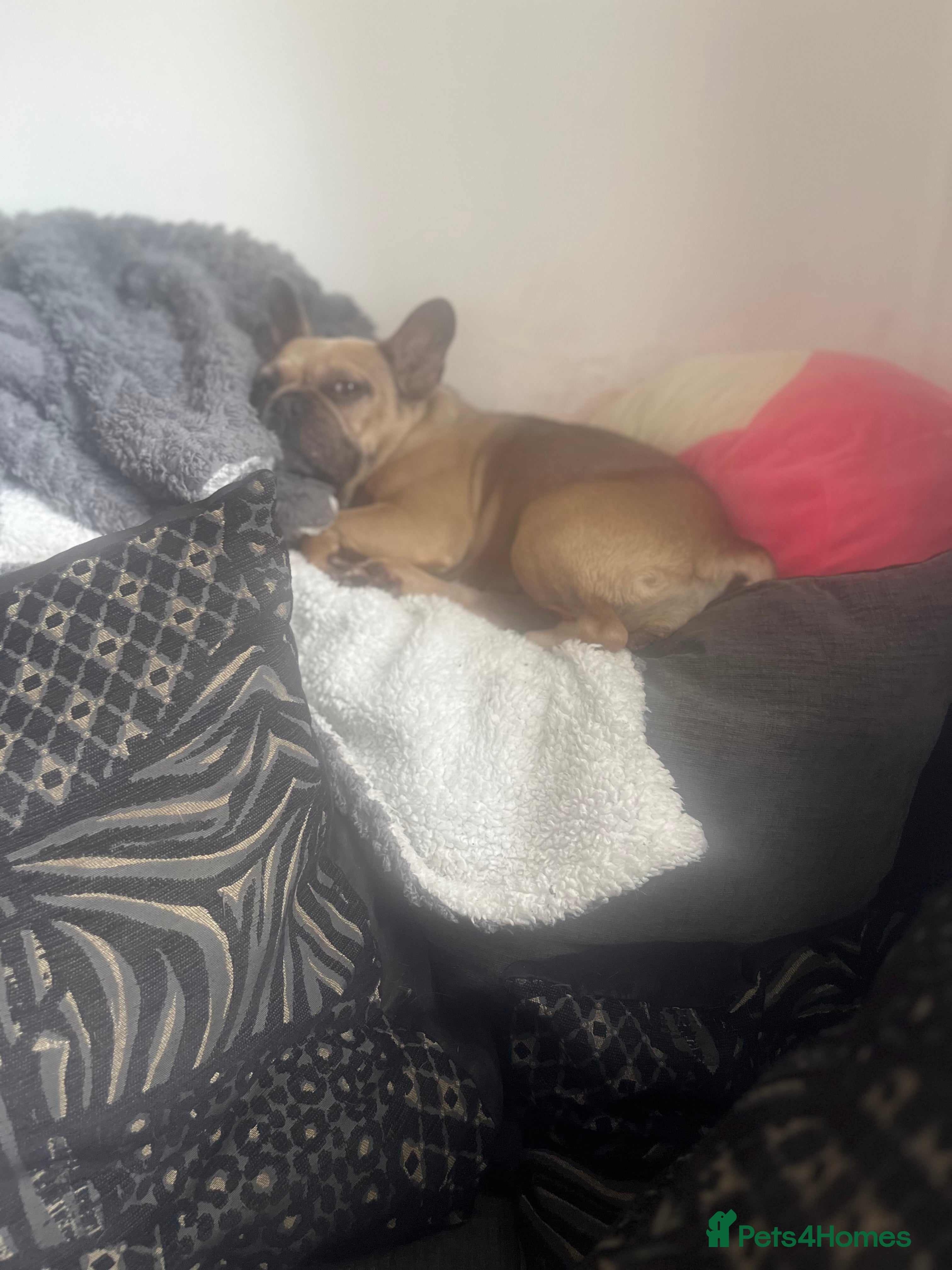 French Bulldog dogs Female French bulldpg - Advert 17