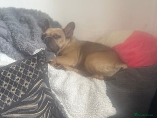 French Bulldog dogs - Advert 30