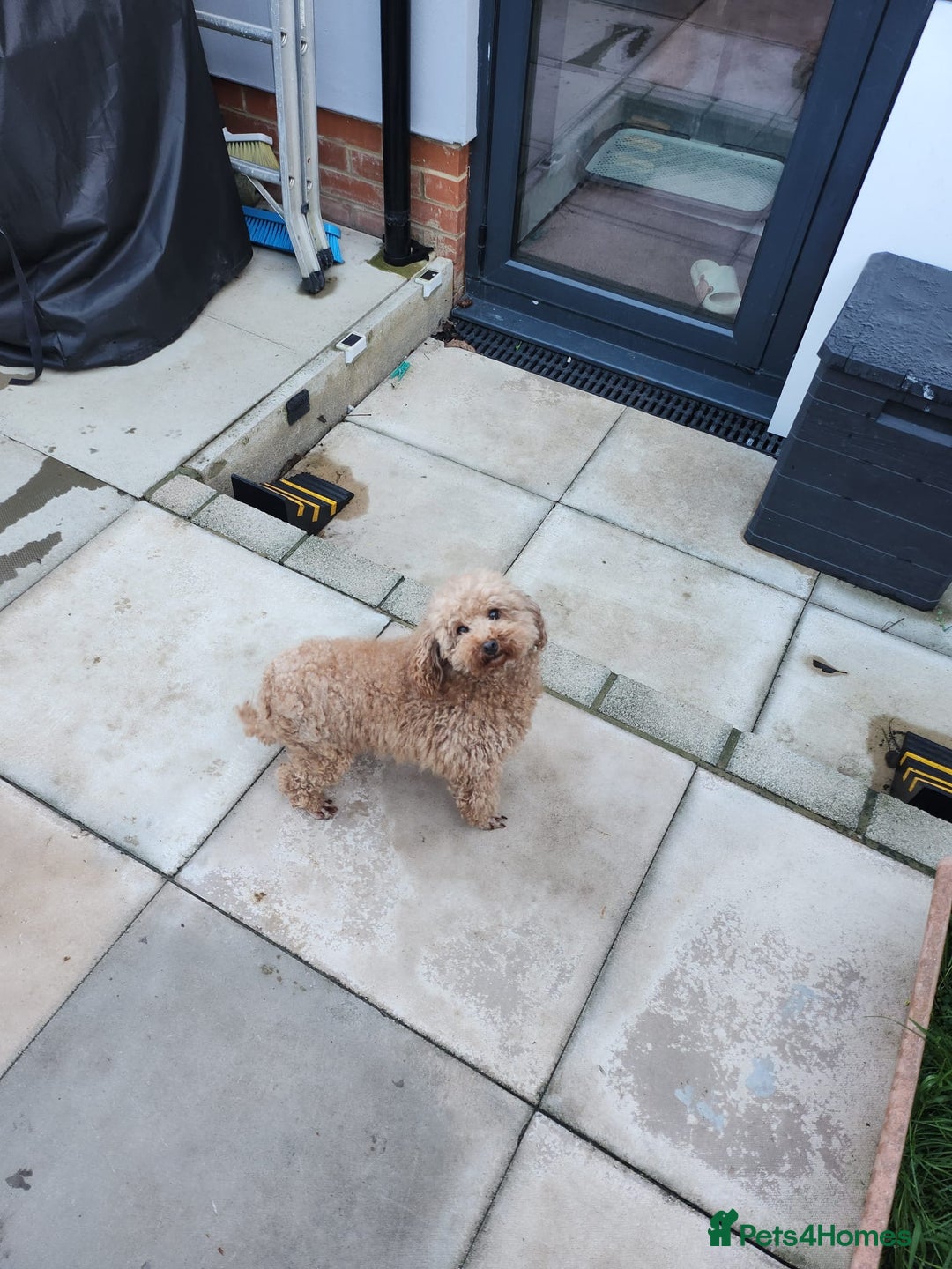 Toy Poodle dogs for sale: KC 6 yrs old Toy poodle girl - Advert 7
