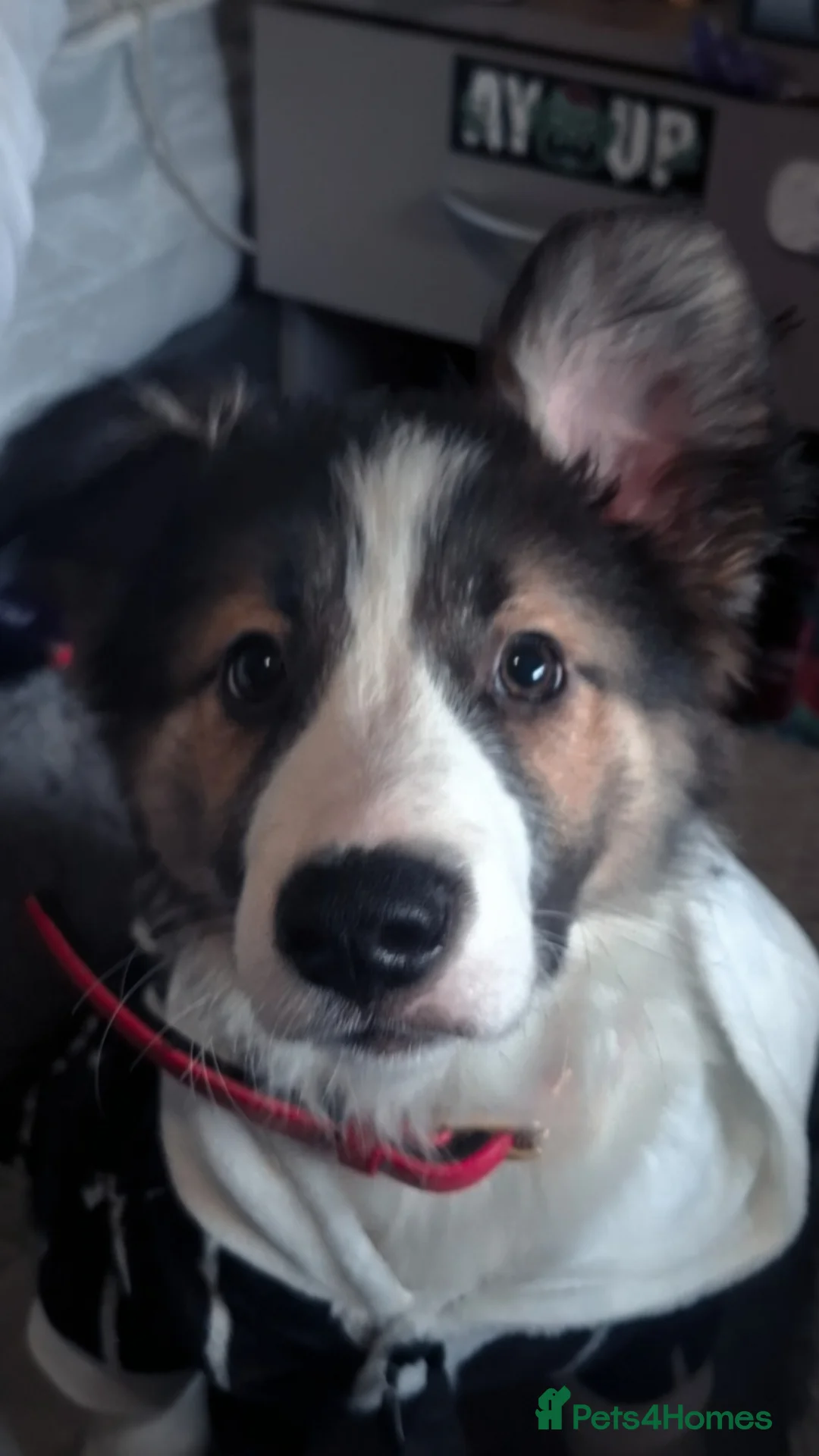 Border Collie dogs for sale: Border collie puppy 6 months old  in Bournemouth - Advert 2