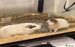 Guinea Pig rodents for sale: 2 Lovely Guinea Pigs Looking for a New Home 🐹🐹 - Image 3