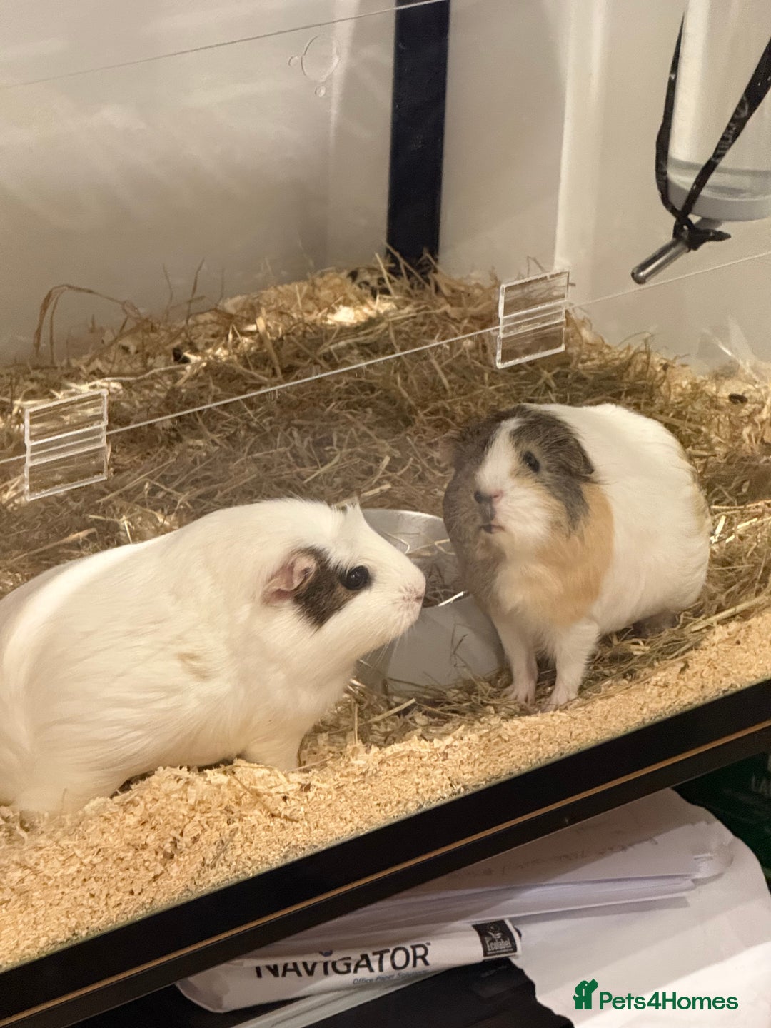 Guinea Pig rodents for sale: 2 Lovely Guinea Pigs Looking for a New Home 🐹🐹 - Image 3