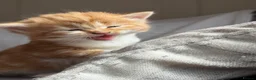 Mixed Breed cats for sale: 7 very fluffy Mainecoon mix breed kittens  - Advert 6